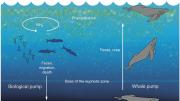 Roman's research demonstrated (center) that whales play a critical role in recycling oceanic nutrients because, unlike fish, they excrete waste at a level in the water column different from their preferred feeding zone.
