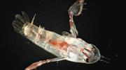 A copepod