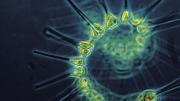 Phytoplankton, the base of the ocean food chain