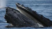 A humpback at the water’s surface, where ships put the whales at risk.