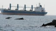 Yearly, some 2,000 large commercial vessels serving Boston harbor cross the Stellwagen Bank National Marine Sanctuary, intersecting with many whales.