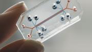 A microchip that mimics a human lung could screen drugs or test for toxins.