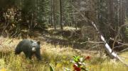 Another view of the wildlife crossing, from the Olin Studio submission