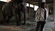 Before Mehrotra's firm won the contest to design the elephant village, the government built its own housing for the elephant keepers: a concrete-block building in an urban setting. The <i>mahouts</i> who still live here say they will move to Hathigaon as soon as more homes are complete there.  