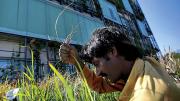 A worker trims lemongrass on the second-floor terrace.