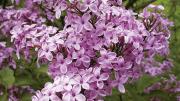 <i>Syringa</i> x <i>chinensis</i> ‘Lilac Sunday’, developed by the arboretum’s plant propagator John H. Alexander III