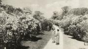 Lilac Sunday at the Arnold Arboretum in 1926