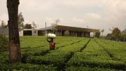 Mehrotra's firm also built a country house for a machine-tool company owner. Mehrotra convinced the owner to keep the tea plants on his property, and allow local people to harvest and sell the tea, rather than replacing the plants with manicured gardens. This strategy helps both the local ecology <i>and</i> the economy.