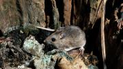 Humans lack a mouse&rsquo;s high tolerance for bacteria in the bloodstream, a clue that the two species have evolved very different responses to inflammatory disease. 