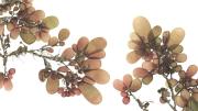 The wrack at your feet, made lovely: Josie Iselin&rsquo;s photograph of <i>Botryocladia pseudodichotoma, </i>sea grapes, from San Clemente Island, California