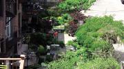 Photograph courtesy of South End Garden Tour