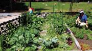 Photograph courtesy of South End Garden Tour