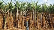 Sugarcane farmers, like this one near Ahmedabad, suffer seasonal scarcity—and the distortions from deprivation.