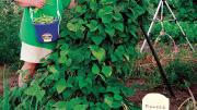 Tao-think: all that winter snow was moisture for your summer beans.