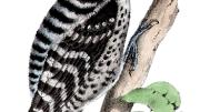 Nuttall&rsquo;s woodpecker, from a U.S. Department of the Interior boundary survey report&rsquo;s volume on birds, dated between 1857 and 1859