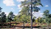 A scene from Weir Hill’s walking trails