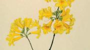 Margaret Mee painting of yellow trumpet tree