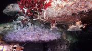 Photograph of giant tube worms living near a hydrothermal vent in the Gulf of California