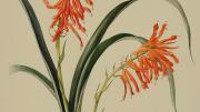 Margaret Mee painting of the bromeliad Pitcairnia flammea