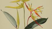Margaret Mee painting of Heliconia