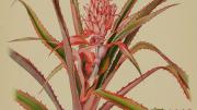 Margaret Mee painting of the bromeliad Ananas bracteatus, which is related to the pineapple