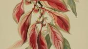 Margaret Mee painting of Nematanthus fluminensis