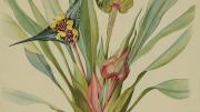 Margaret Mee painting of Rapataceae