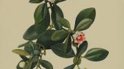 Margaret Mee painting of Guttiferae, Clusia