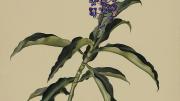 Margaret Mee painting of blue ginger
