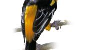 The Altamira oriole, a Texas resident, is America’s largest oriole.