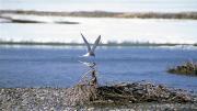 Robert Leonard Reid propelled himself above the Arctic Circle and there encountered both terns and the great caribou herd, including these young. 