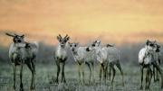 Robert Leonard Reid propelled himself above the Arctic Circle and there encountered both terns and the great caribou herd, including these young. 