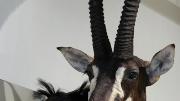 A sable antelope displays its “headgear” in the new exhibit at the Harvard Museum of Natural History.