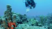 A brain coral, four feet in diameter, against a backdrop of pillar coral, Rhone Reef, British Virgin Islands, 2011