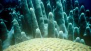 A brain coral, four feet in diameter, against a backdrop  of pillar coral, Rhone Reef, British Virgin Islands, 1989
