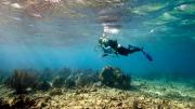 Jerry Greenberg in 2010, above a bed of staghorn coral at Carysfort Reef (six miles east of Key Largo))
