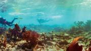 Elkhorn coral, Carysfort Reef South,  Florida, 2010