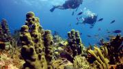 Pillar and other corals, Rhone Reef, British Virgin Islands, 2005