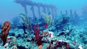 Wreck of the <i>Rhone,</i> British Virgin Islands, 2011