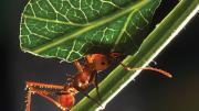 An <i>Atta cephalotes</i> worker carries a leaf to the nest.