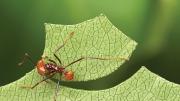 A leafcutter of the same species completes its cut.