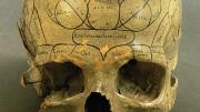 Phrenologists held that the specific site of bumps on the  skull, as marked on this nineteenth-century specimen, helped indicate a subject’s cognitive or moral strengths and weaknesses by revealing the volume of brain area beneath each one. 