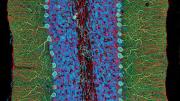 A photomicrograph showing different components of the rat cerebellum, including Purkinje neurons in green, glia (nonneuronal cells) in red, and cell nuclei in blue.