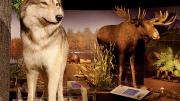 Denizens of <i>New England Forests,</i> a new permanent exhibit at the Harvard Museum of Natural History