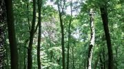 Clark University Hadwen Arboretum