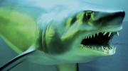A closeup from the renovated Fishes Gallery at the Harvard Museum of Natural History
