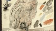 The Salmon-crested Cockatoo (<i>Plyctolophus rosaceus</i>), also appeared in Lear's book about parrots. Watercolor over graphite. 