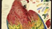 Study of a Red and Yellow Macaw <i>(Macrocercus aracanga),</i> now known as Scarlet Macaw <i>(Ara macao).</i> Watercolor over graphite on paper.