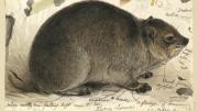 Study of a Rock Hyrax <i>(Procavia capensis)</i>