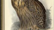 Great Horned or Eagle Owl <i>(Bubo maximus).</i> Hand-colored lithograph, for John Gould, <i>The Birds of Europe.</i>